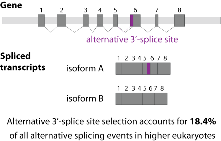 alternative 3'-splice site