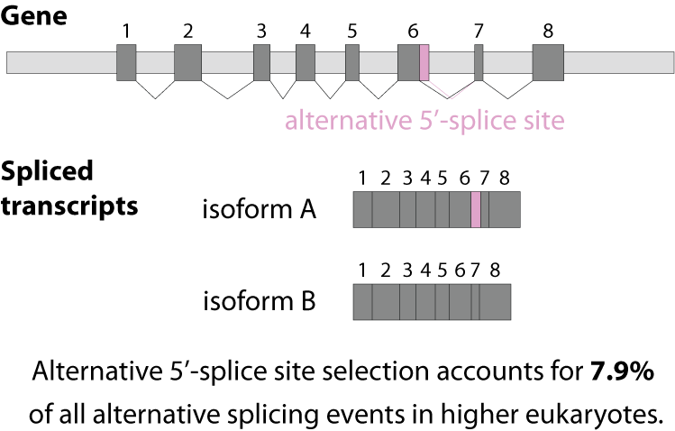 alternative 5'-splice site