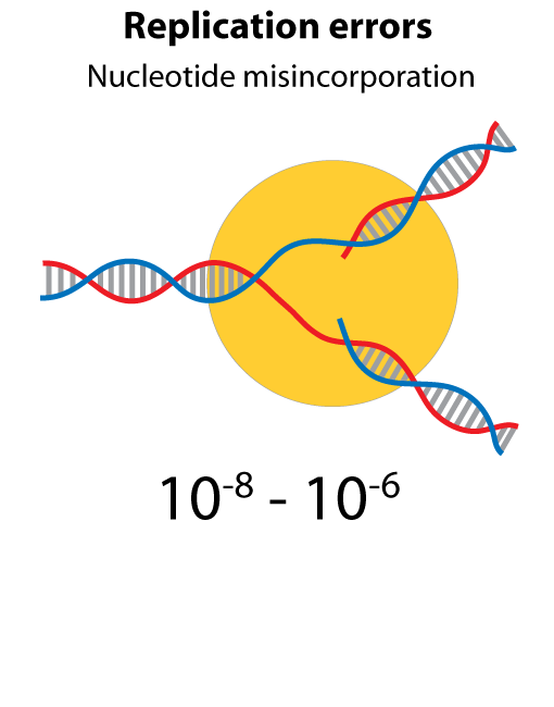 replication