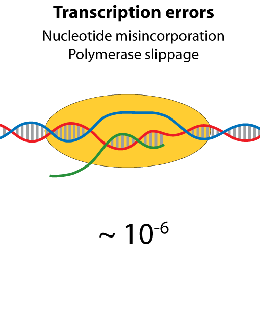 transcription