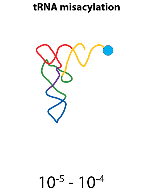 trna-misacylation