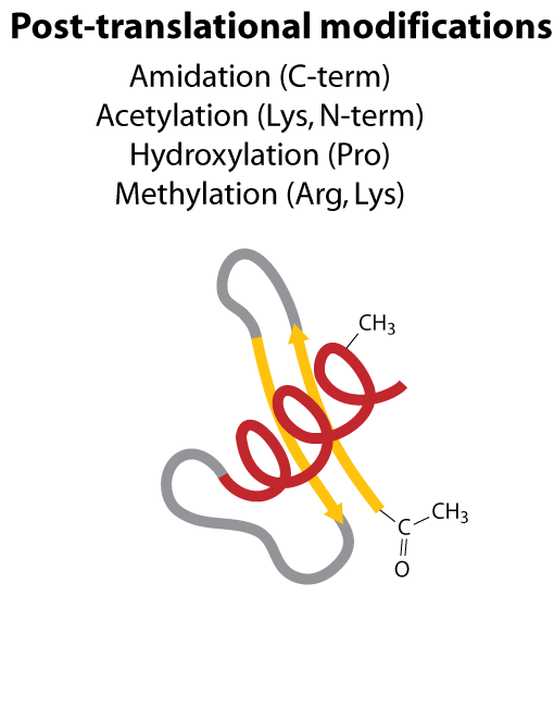 post-translational modifications