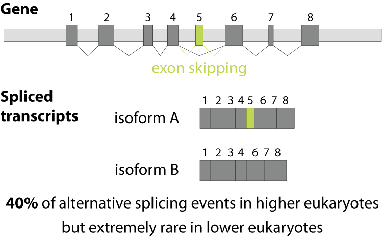 exon skipping