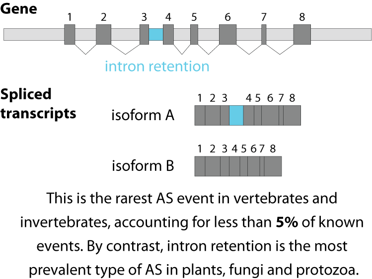 intron retention