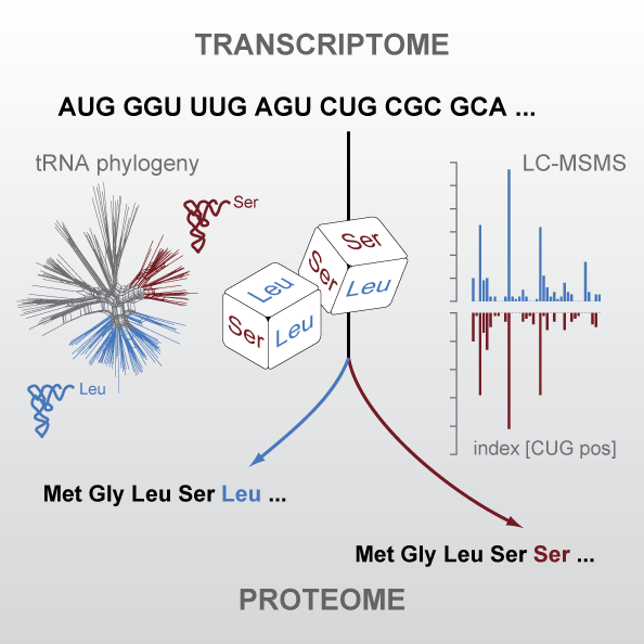 stochastic translation